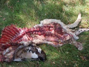 Los ganaderos reclaman a la Xunta medidas contra el lobo